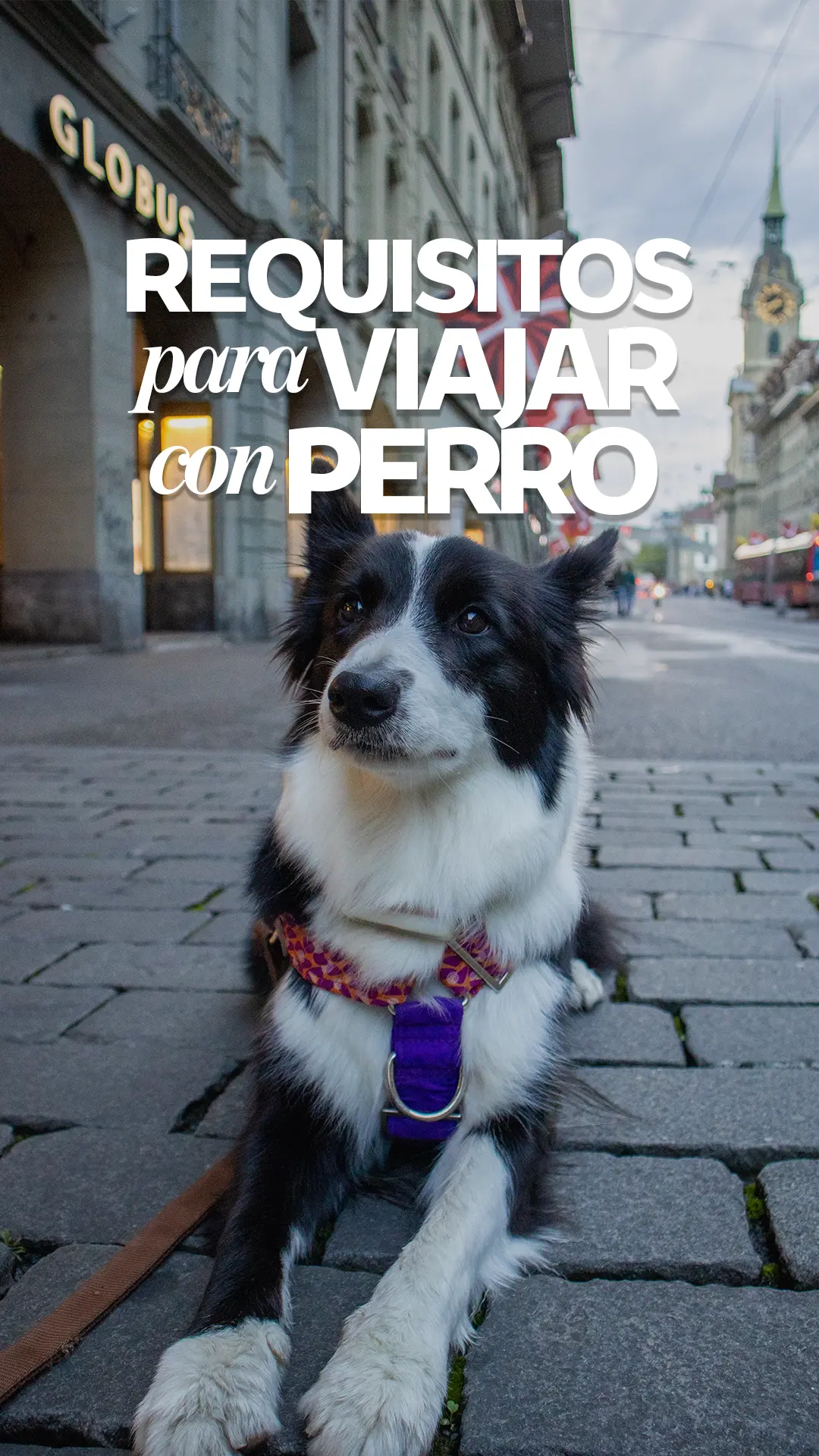 miniatura requisitos para viajar con perro 2 miniatura requisitos para viajar con perro